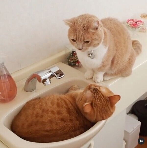 まったりするココちゃんとネネちゃん