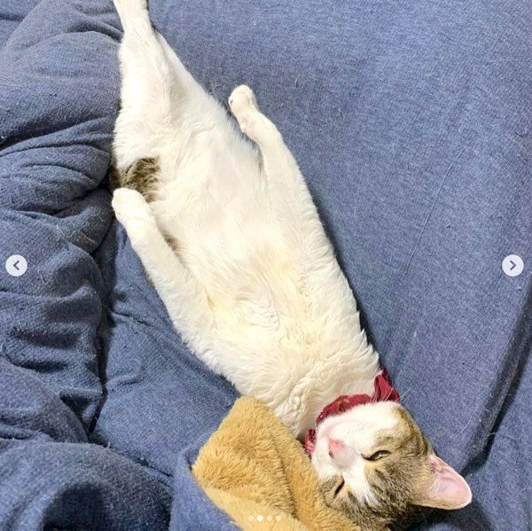 自分を猫と認識していないキジ白