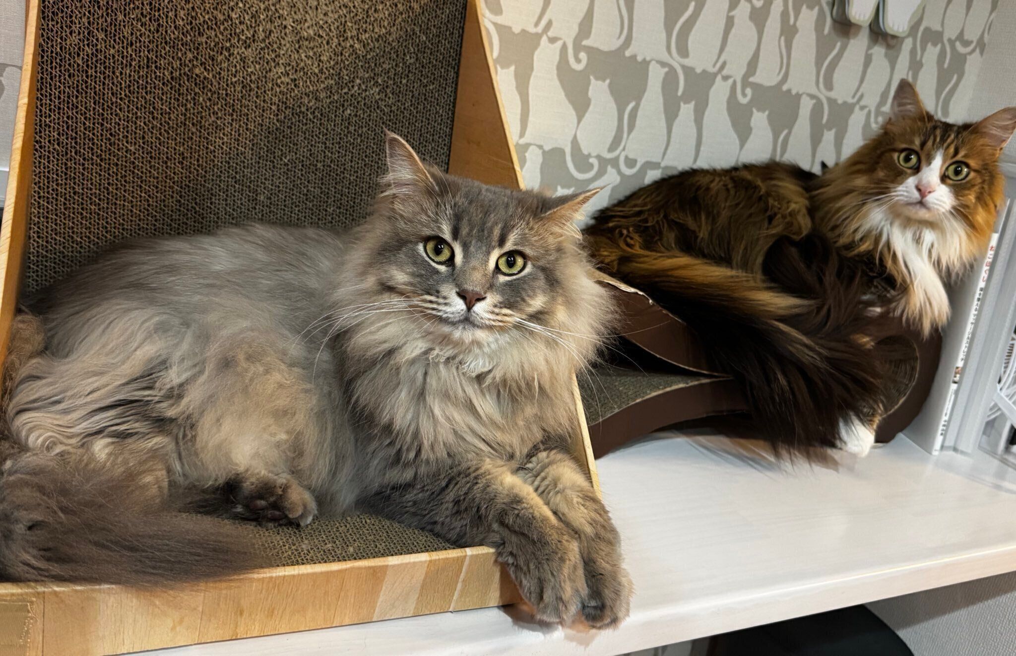 7才の猫と2才のサイベリアン