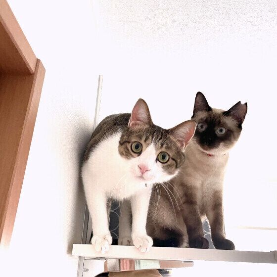 Mix（茶×白）の五郎くんたち♪