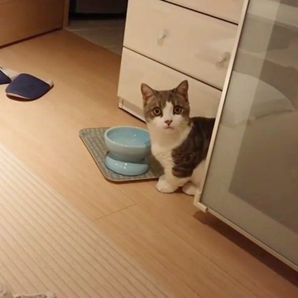 水で遊ぶマンチカン