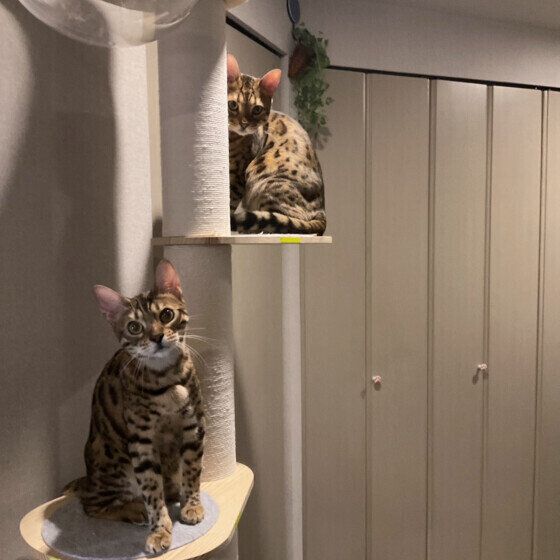 ベンガルのカーラちゃん