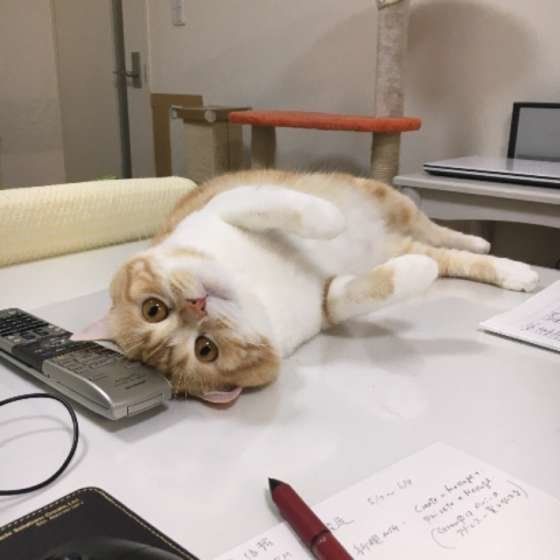 ヘソ天するスコティッシュフォールド