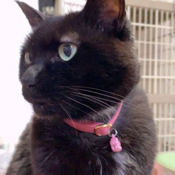 もうすぐ11才になるMIXのにゃんちゃん