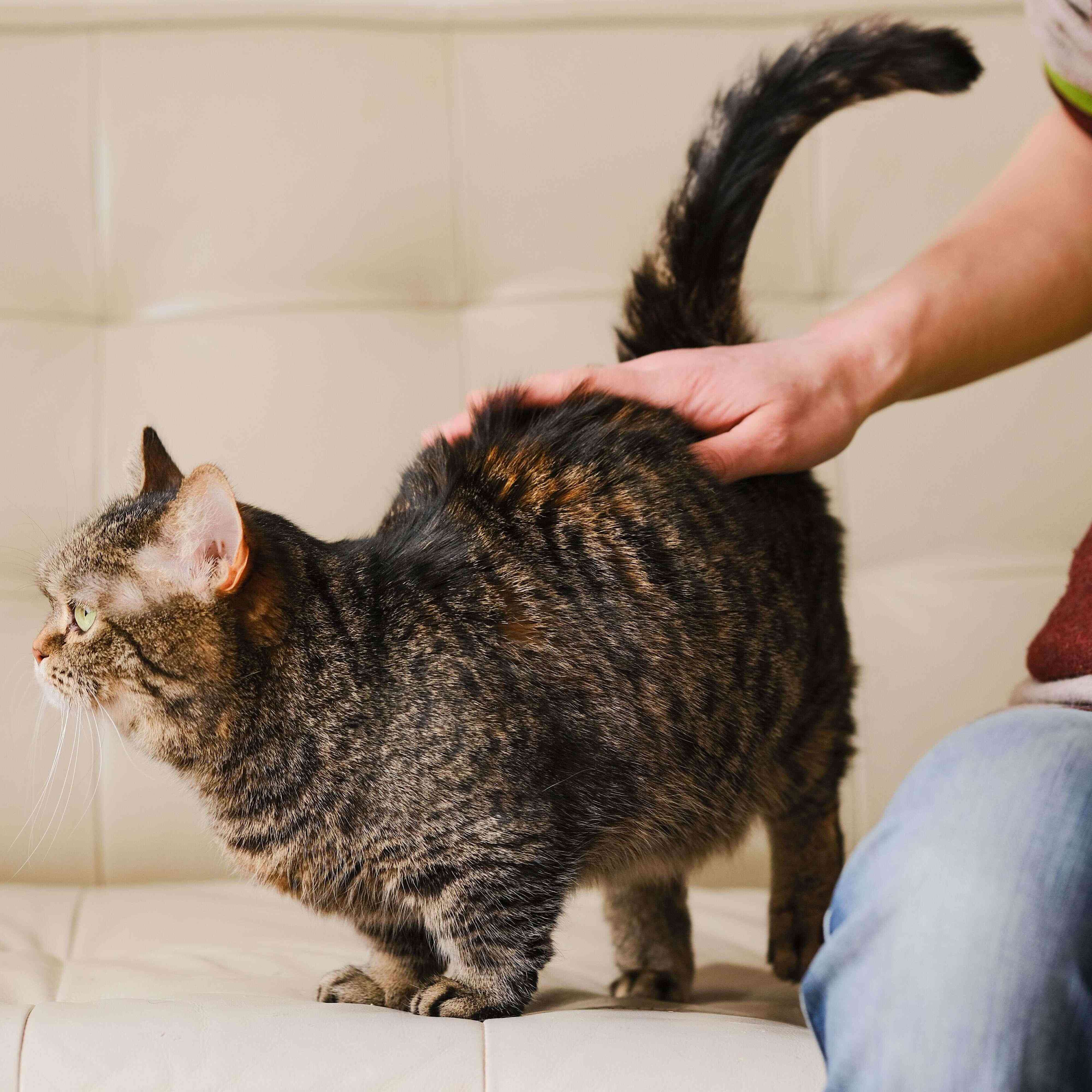 猫の行動は性別に由来する オスとメスでしがちな行動クイズ ねこのきもちweb Magazine