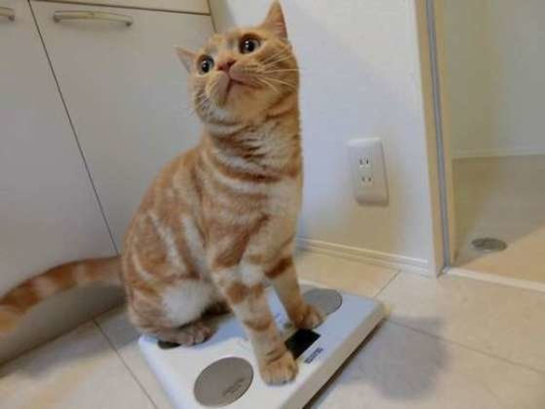 月年齢別 猫の適正体重早見表 何kgから肥満 測定方法から予防まで解説 ねこのきもちweb Magazine 月年齢別 猫の適正体重早見表 何kgから肥満 測定方法から予防まで解説 ねこのきもちweb Magazine