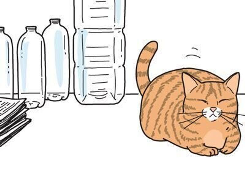 空のペットボトルには御用心 男の猫道 ねこのきもちweb Magazine限定話 Vol 137 ねこのきもちweb Magazine 空のペットボトルには御用心 男の猫道 ねこのきもちweb Magazine限定話 Vol 137 ねこのきもちweb Magazine