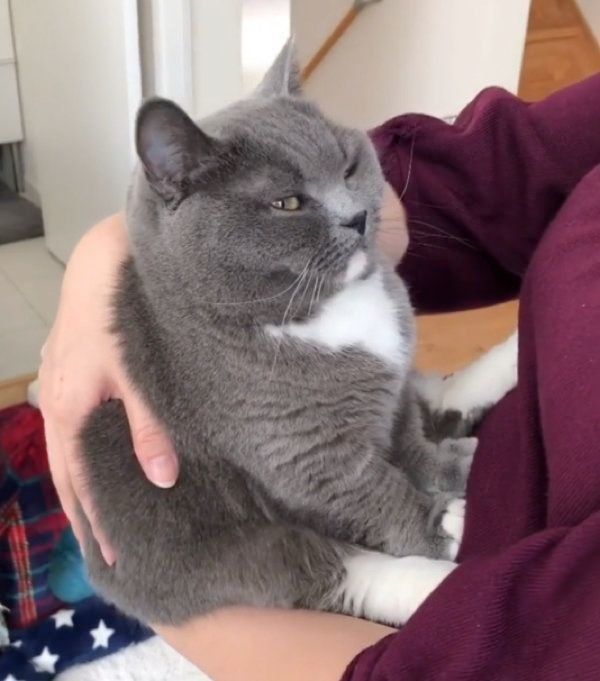 抱っこが嫌いなマンチカン