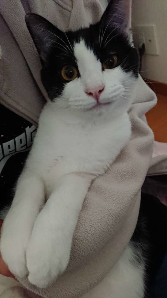 抱っこされる猫