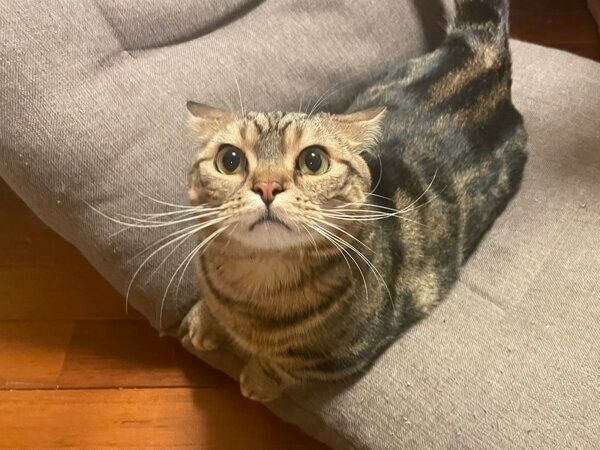 「ここはボクの場所だ」と主張するしいたけくん