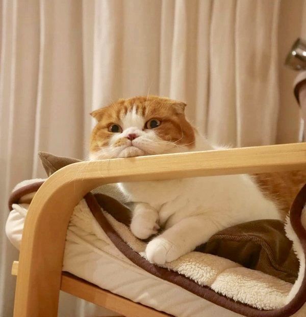 アゴを強調するスコティッシュフォールド・きのこちゃん