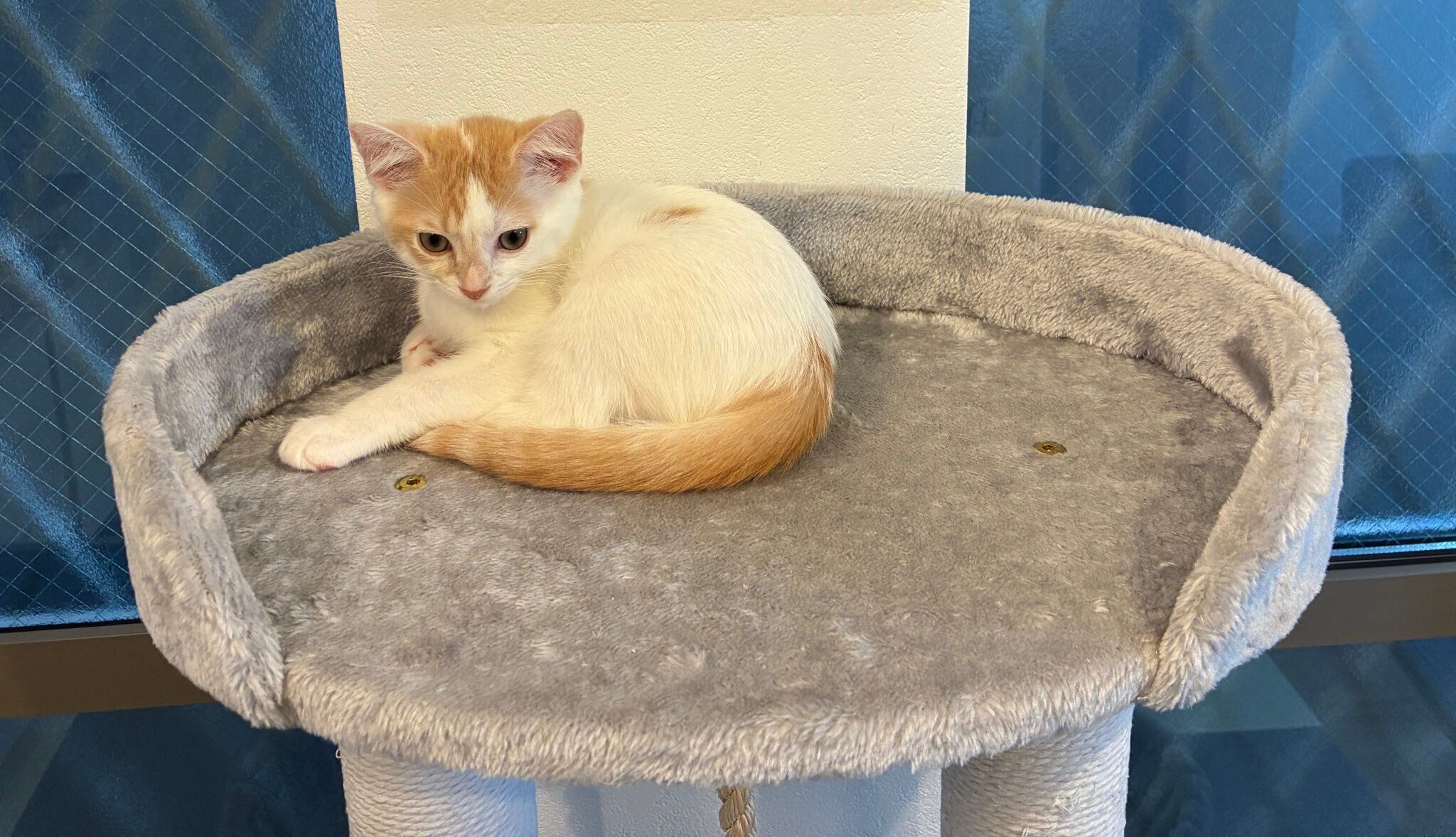 生後3カ月のマンチカン