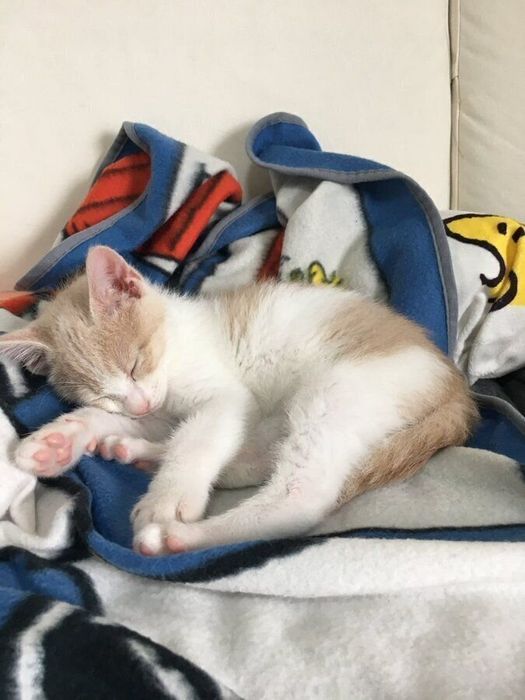 少し大きくなった? ぐっすりと眠るミルちゃん