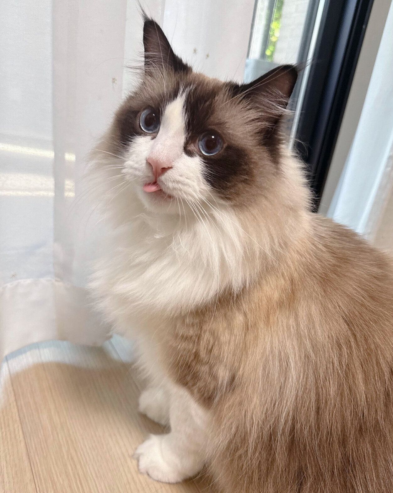 舌を出すルルくん