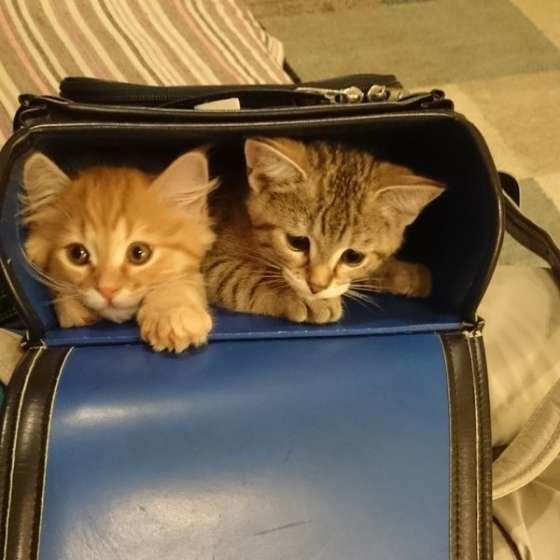 ランドセルに入るマンチカンのモアちゃんたち