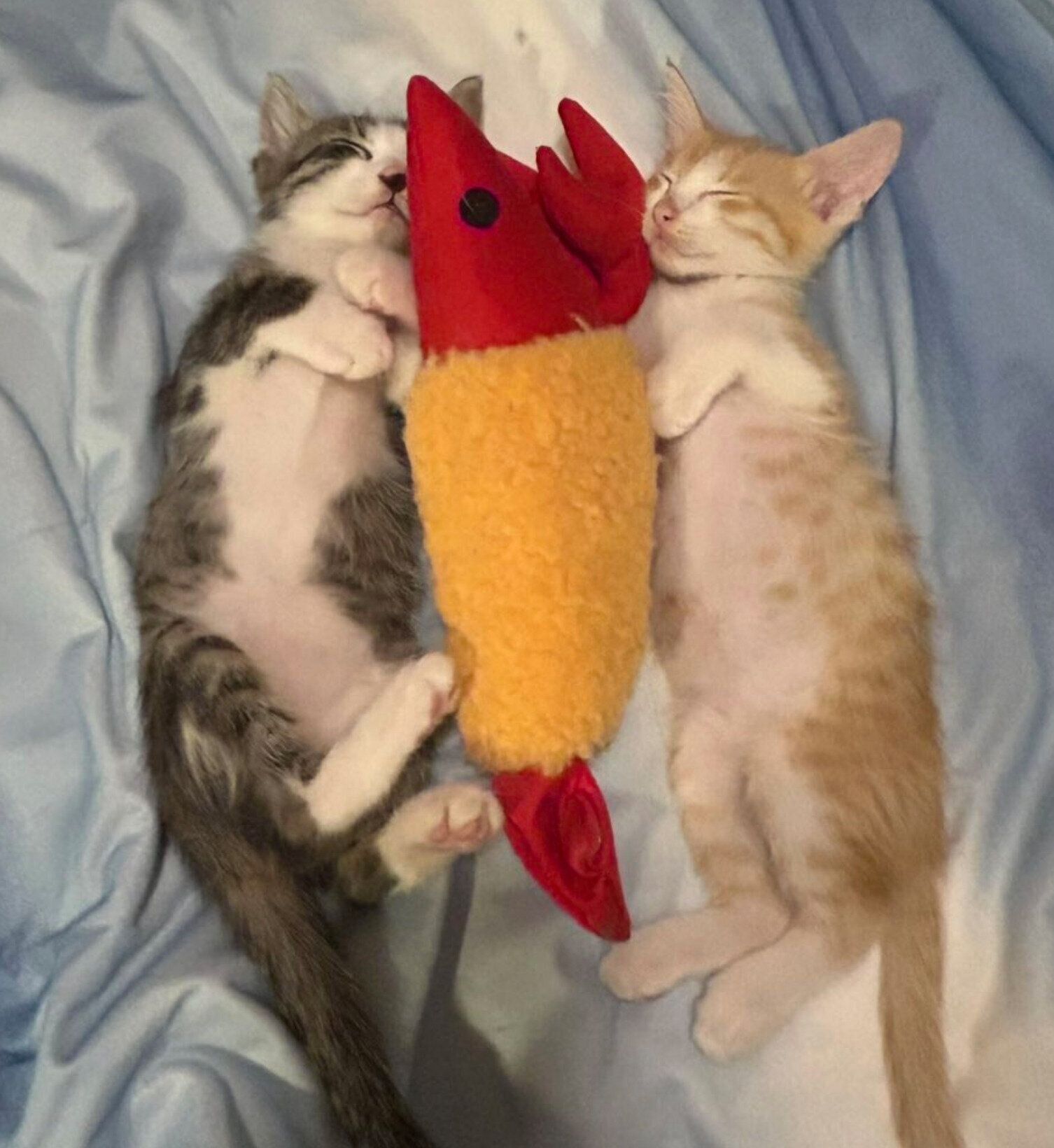 生後約2カ月のころに撮影したカノアくん、カイくん