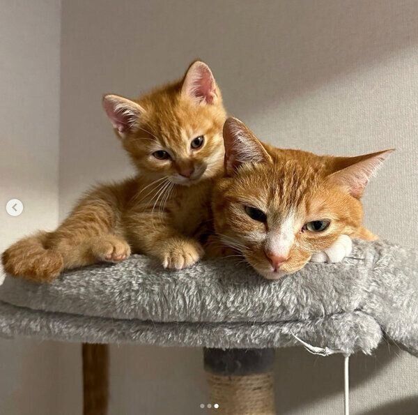 仲良くくつろぐてとくん、うりくん