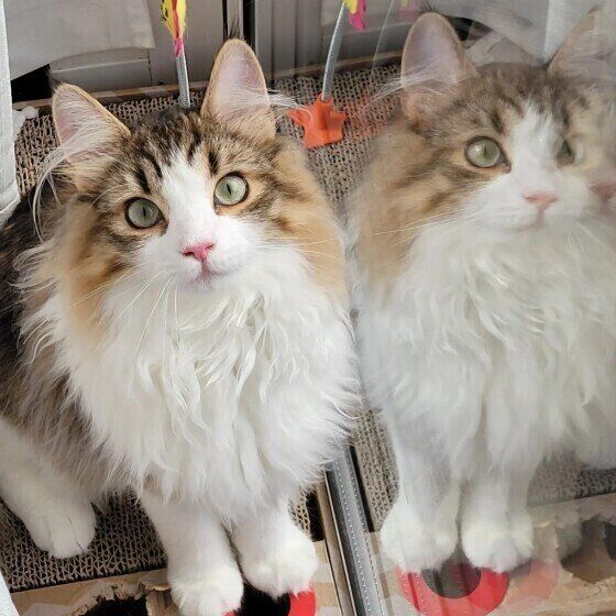 ノルウェージアンフォレストキャットのノワくん