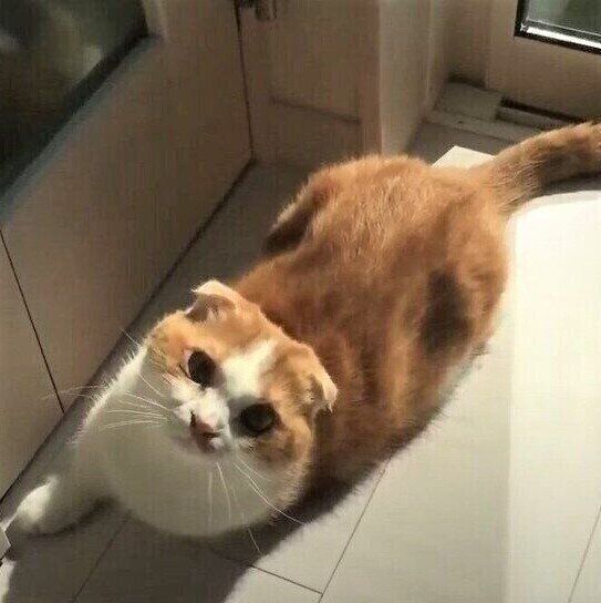 ドアを開けたい猫