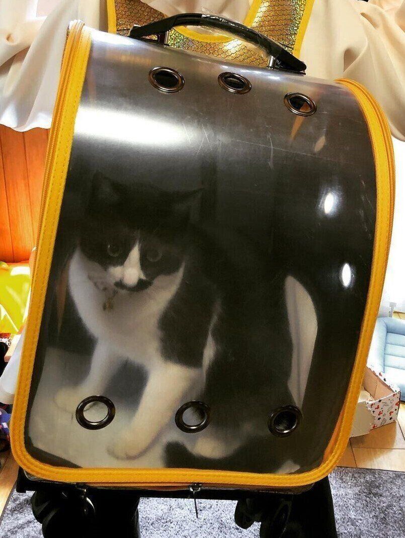21年最新 猫用のリュック型キャリーケース 獣医師に聞いた選び方 使い方のコツ ねこのきもちweb Magazine