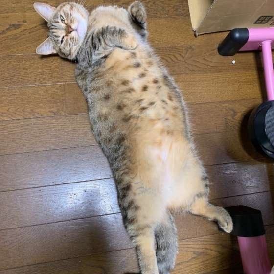 ヘソ天するマンチカン