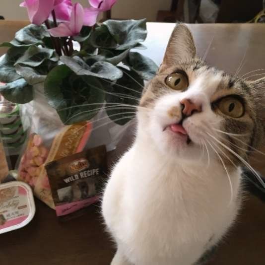 舌をしまい忘れたももちゃん