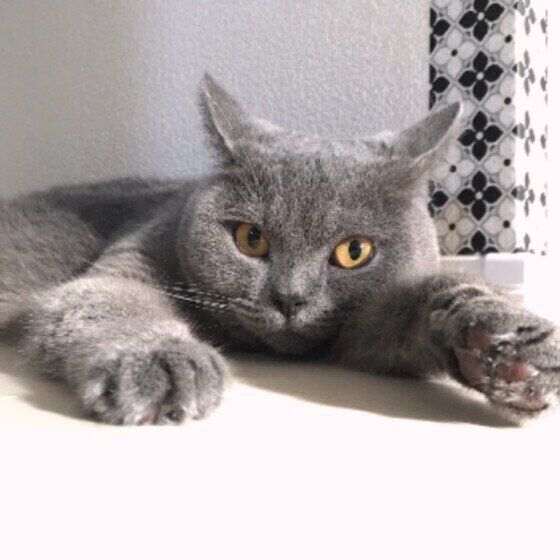 シャルトリュー