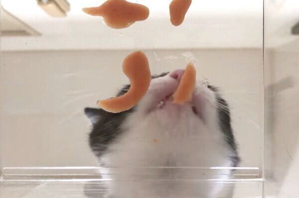 ちゅ〜るを食べるむーくん