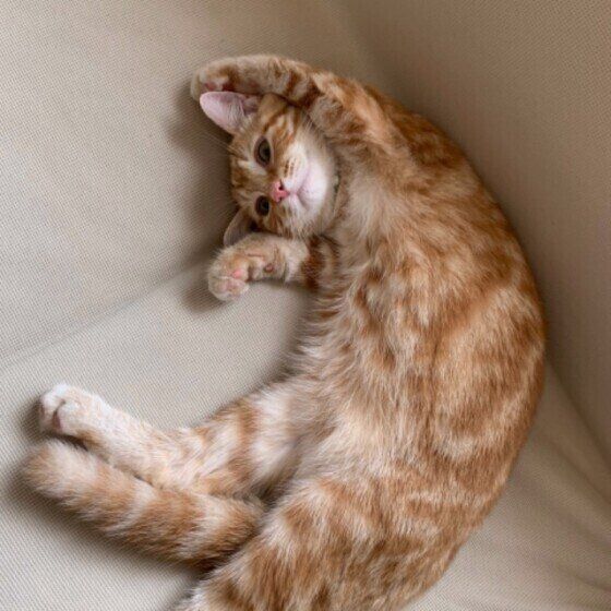 バンザイしているマンチカン