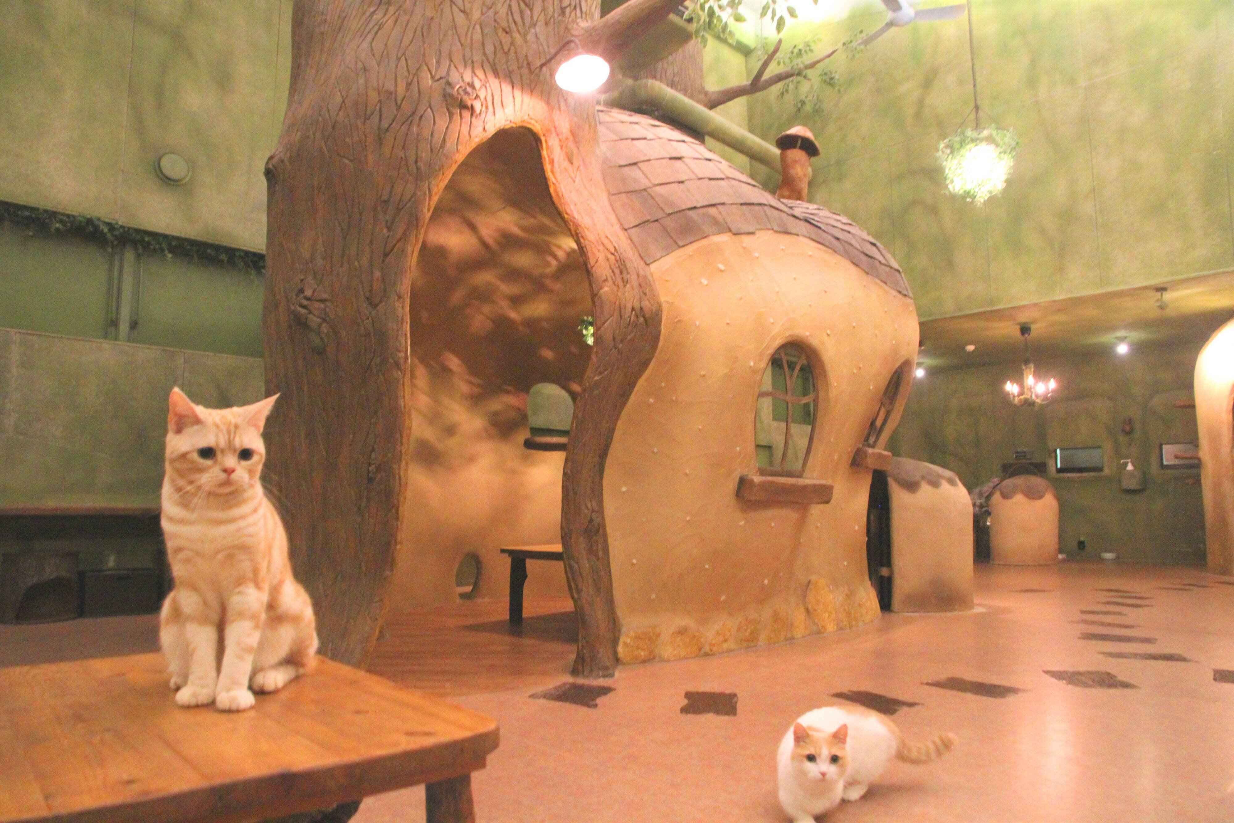 木のおうちを背景にくつろぐ猫たち