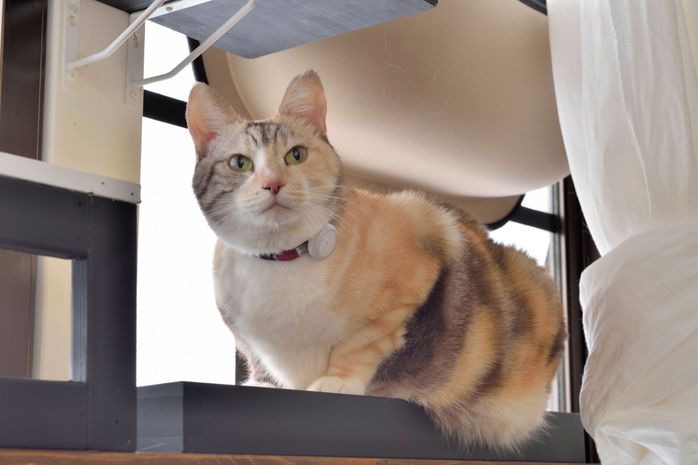 窓辺にいる猫