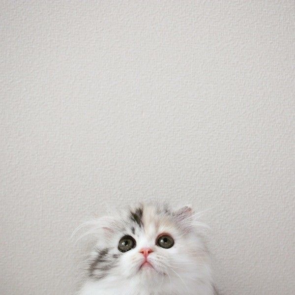 上を見ているスコティッシュフォールド・ロングヘアの仔猫