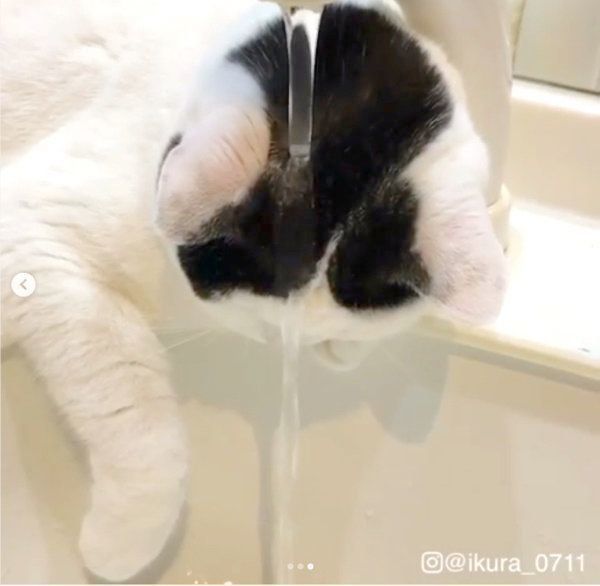 水浴びする猫