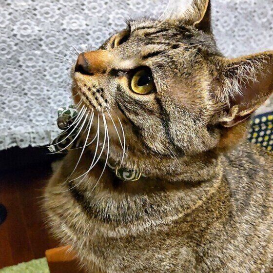 MIXキジトラのハルくん