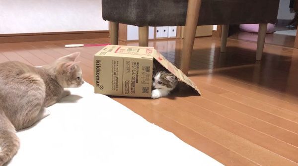箱争奪戦を繰り広げるネコ