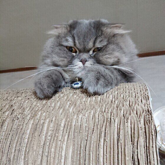 オイラのつめとぎ