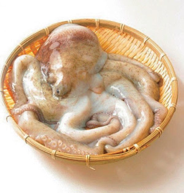生のタコ