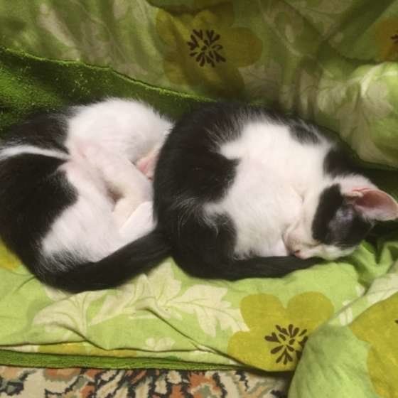  MIX黒×白 キューちゃん アンモニャイト