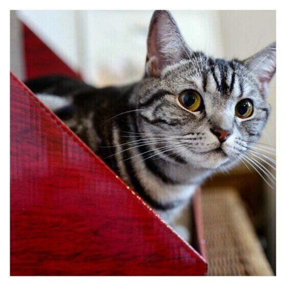 2人に1人の飼い主さんが猫が 喋っているように聞こえた と回答 実態を調査してみた ねこのきもちweb Magazine