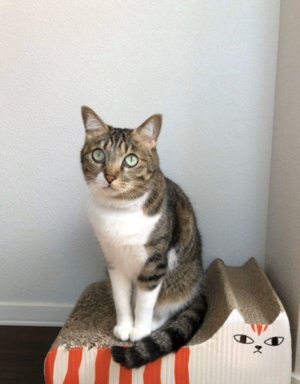 見つめるやっちゃん