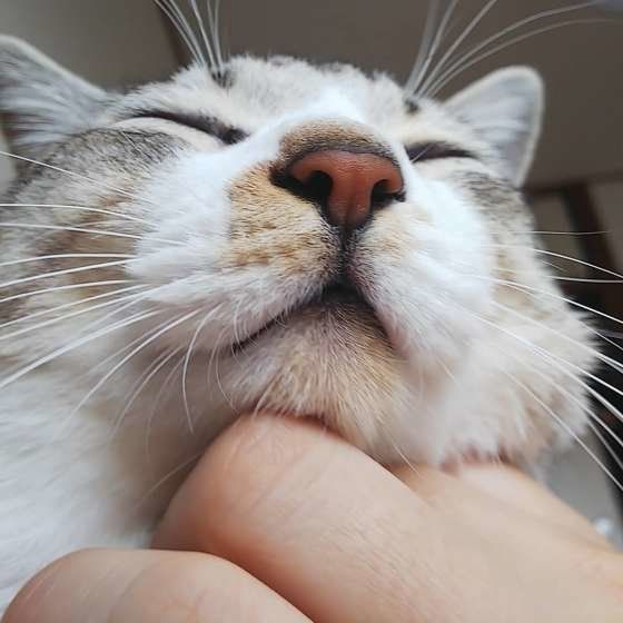 サバトラの麦くん