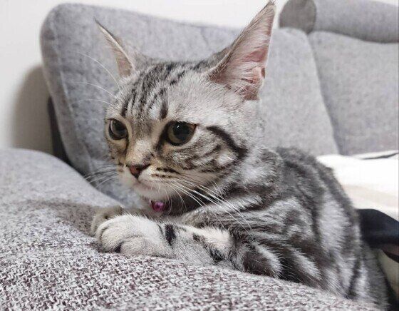 スコティッシュフォールドのメロンちゃん