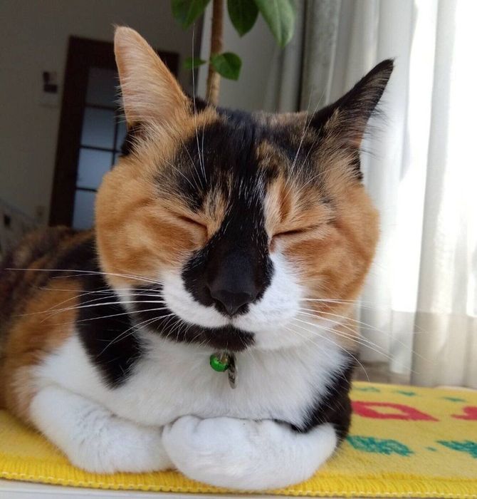 まったりするはなこちゃん