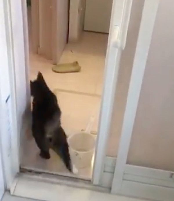 お風呂場から逃げる猫