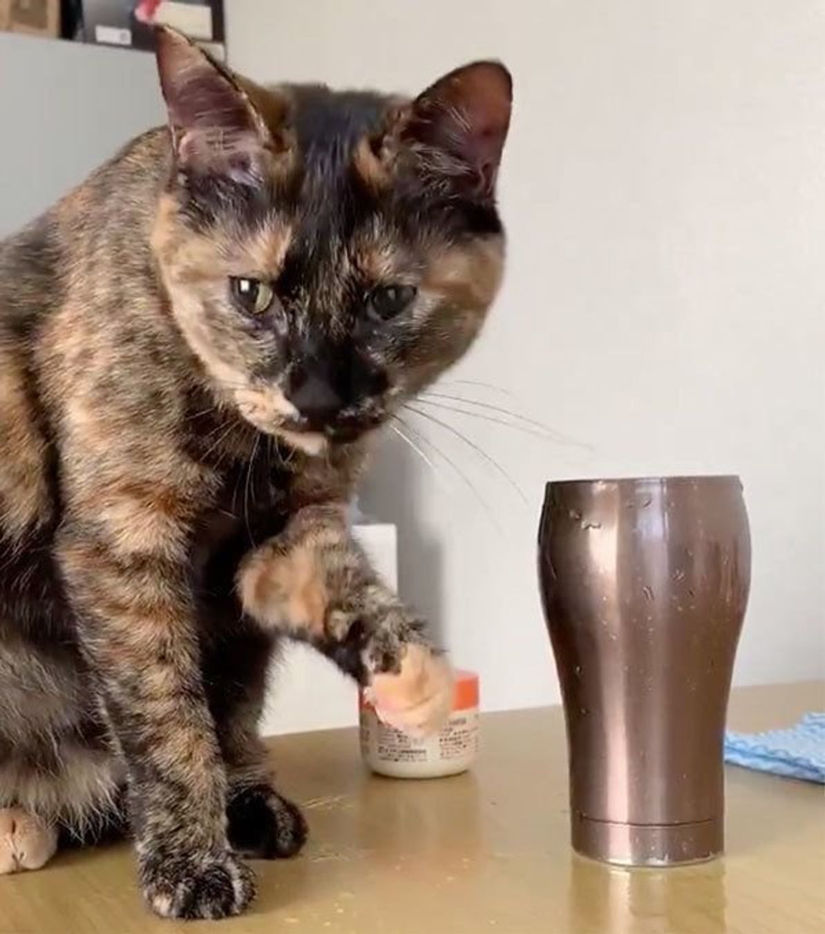 キウイにビビりまくる猫 思わぬオチ に思わず吹き出してしまう ねこのきもちweb Magazine キウイにビビりまくる猫 思わぬオチ に思わず吹き出してしまう ねこのきもちweb Magazine