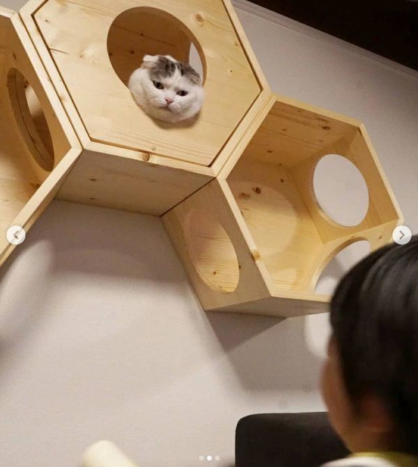 避難場所に入るスコティッシュフォールド