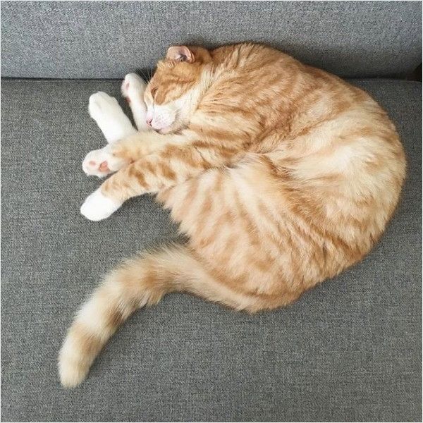 アンモニャイト