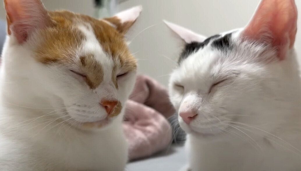 食後にまったりする猫たち