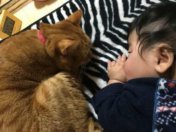 赤ちゃんと猫
