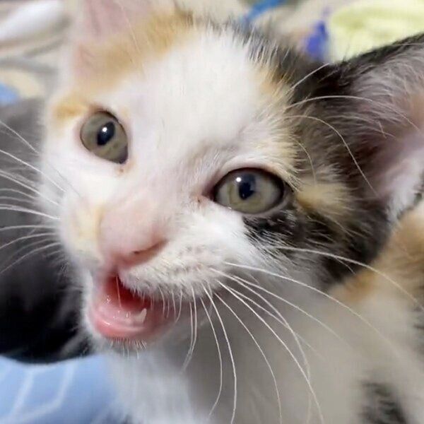 甘える朔徠ちゃん